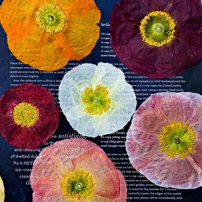 Resin Craft Ideas - 1pcs,Nature Field Poppy Pressed Dry Flowers