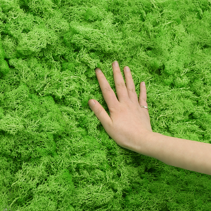 20/40g Artificial Green Plants - Terrarium Moss Art reseña y precio