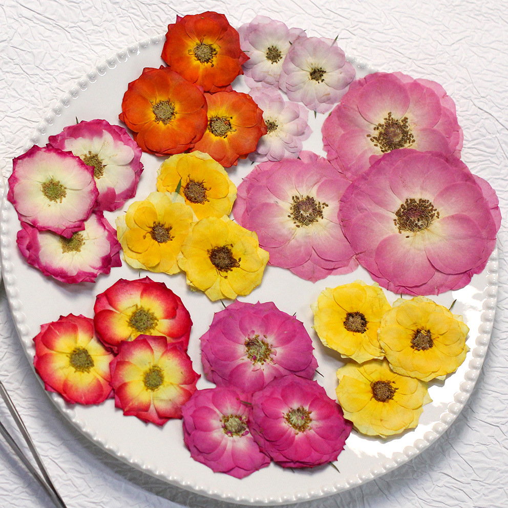 48 Yellow Mixed-Size Pressed R - Dried Flower Bulk reseña y precio
