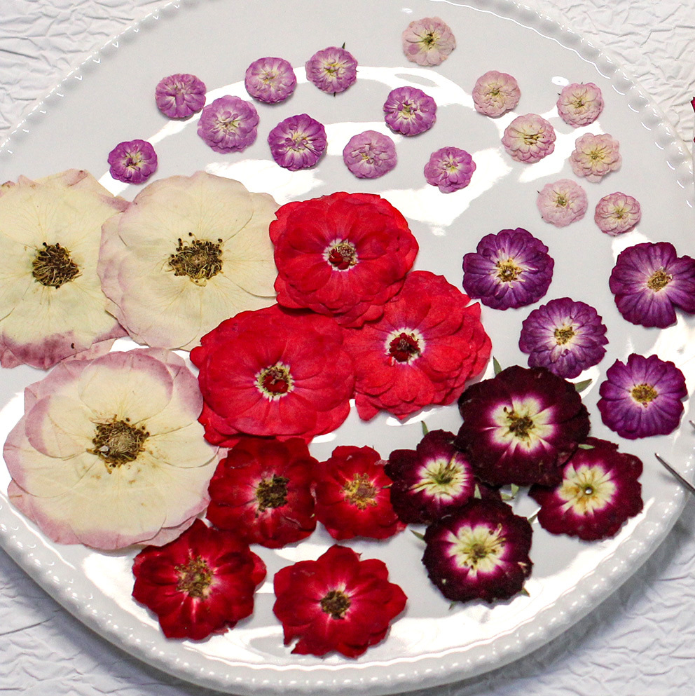 48 Yellow Mixed-Size Pressed R - Dried Flower Bulk reseña y precio