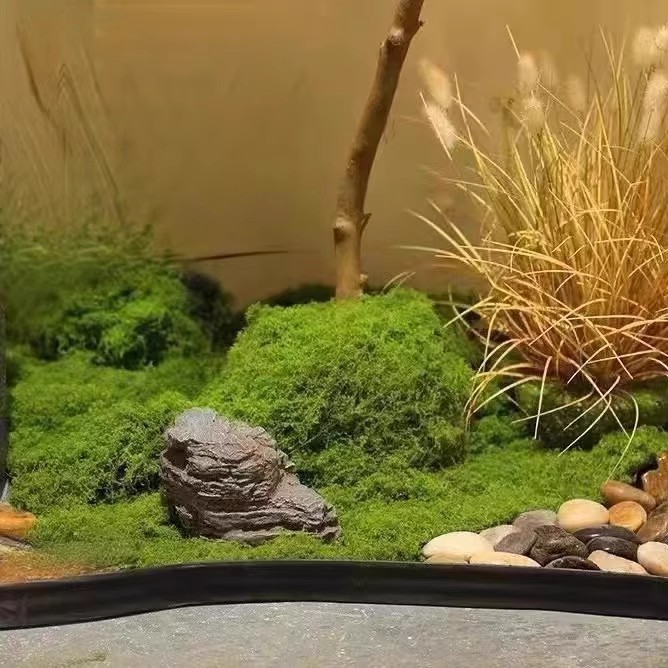 200g Eternal Life Moss DIY Cra - Terrarium Moss Art reseña y precio