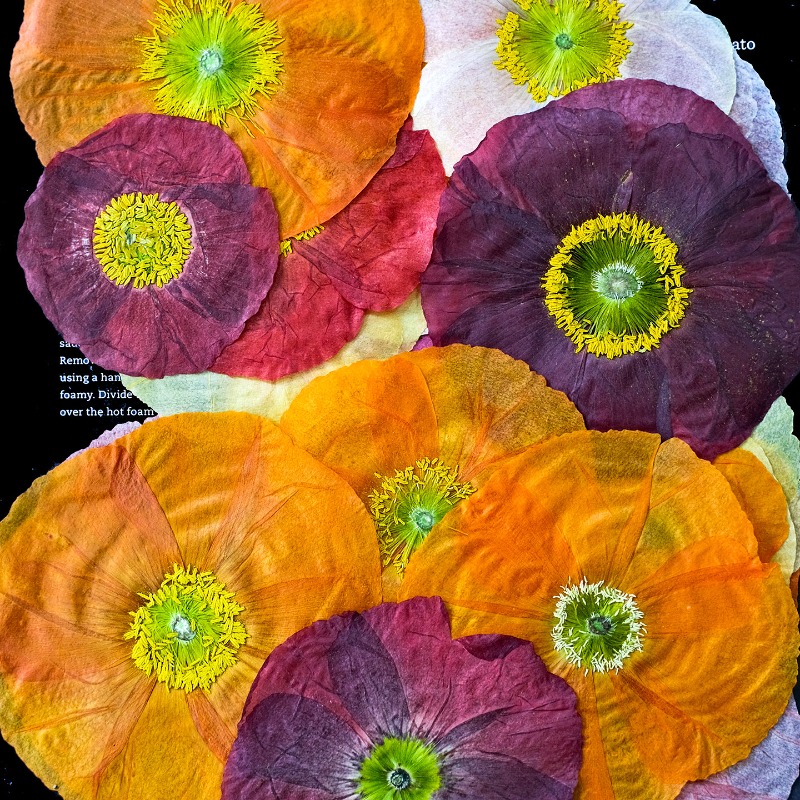 1pcs,Nature Field Poppy Presse - Resin Craft Ideas reseña y precio