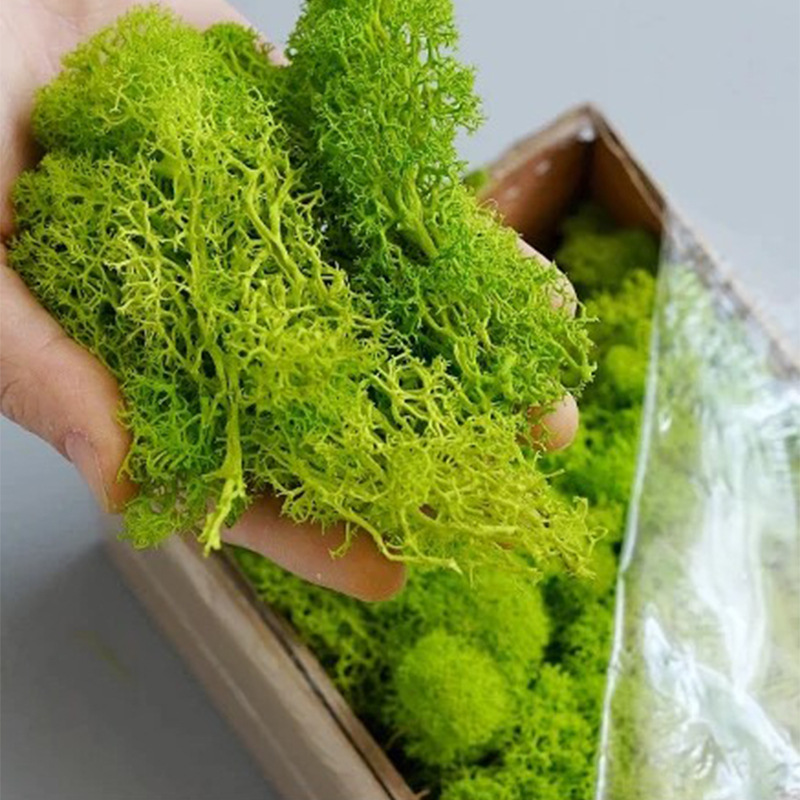 20/40/100g Eternal Life Moss D - Terrarium Moss Art reseña y precio