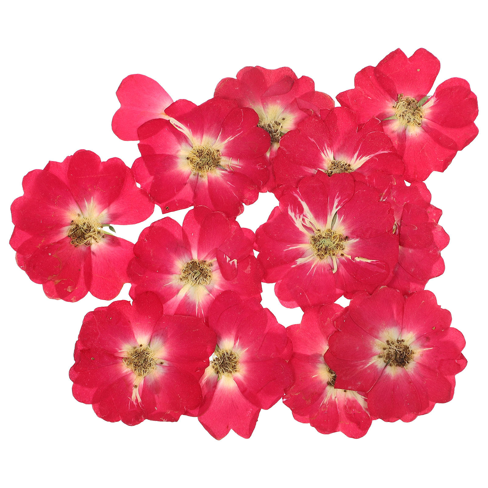 12Pcs Natural Dried Rose Press - Resin Jewelry Kit reseña y precio