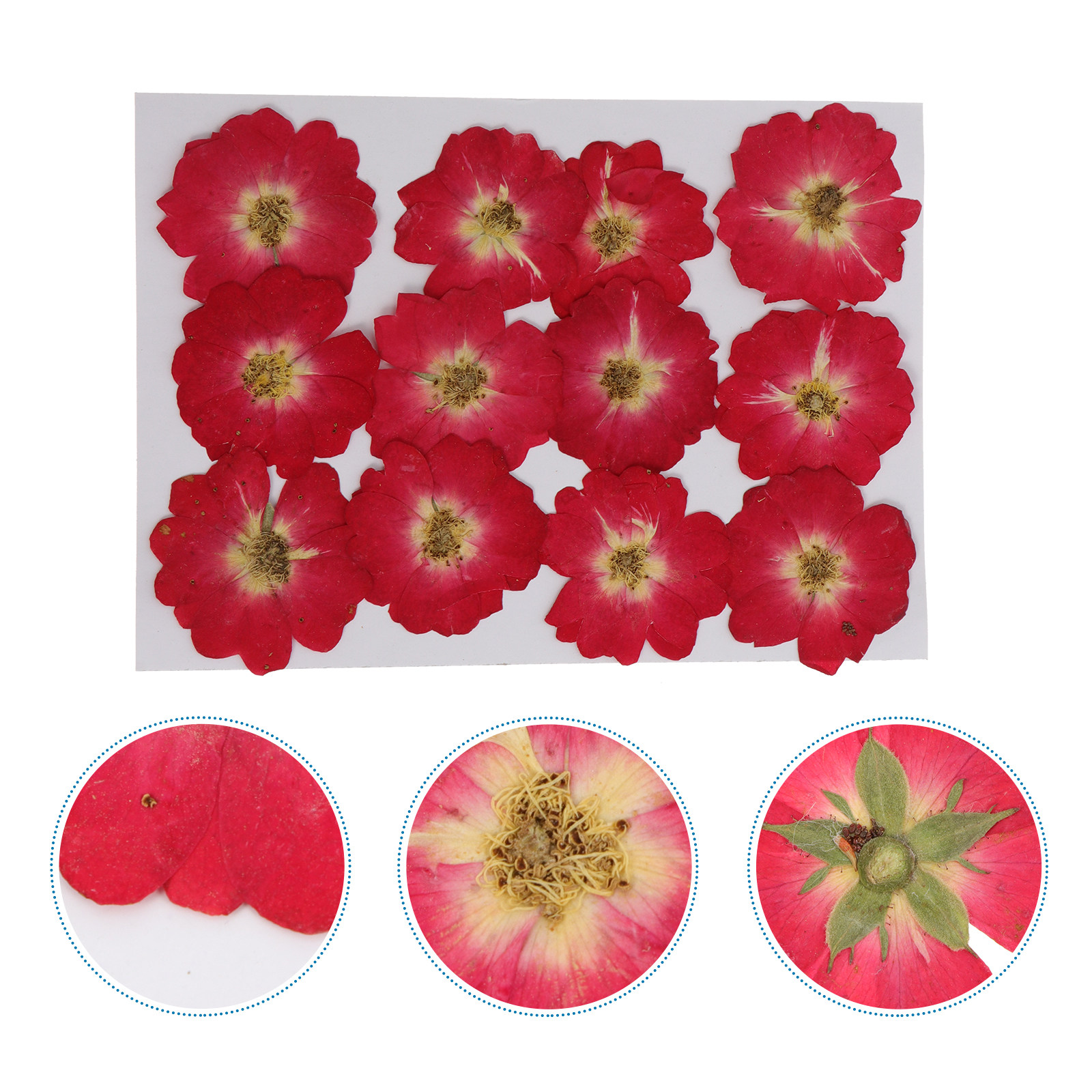 12Pcs Natural Dried Rose Press - Resin Jewelry Kit reseña y precio