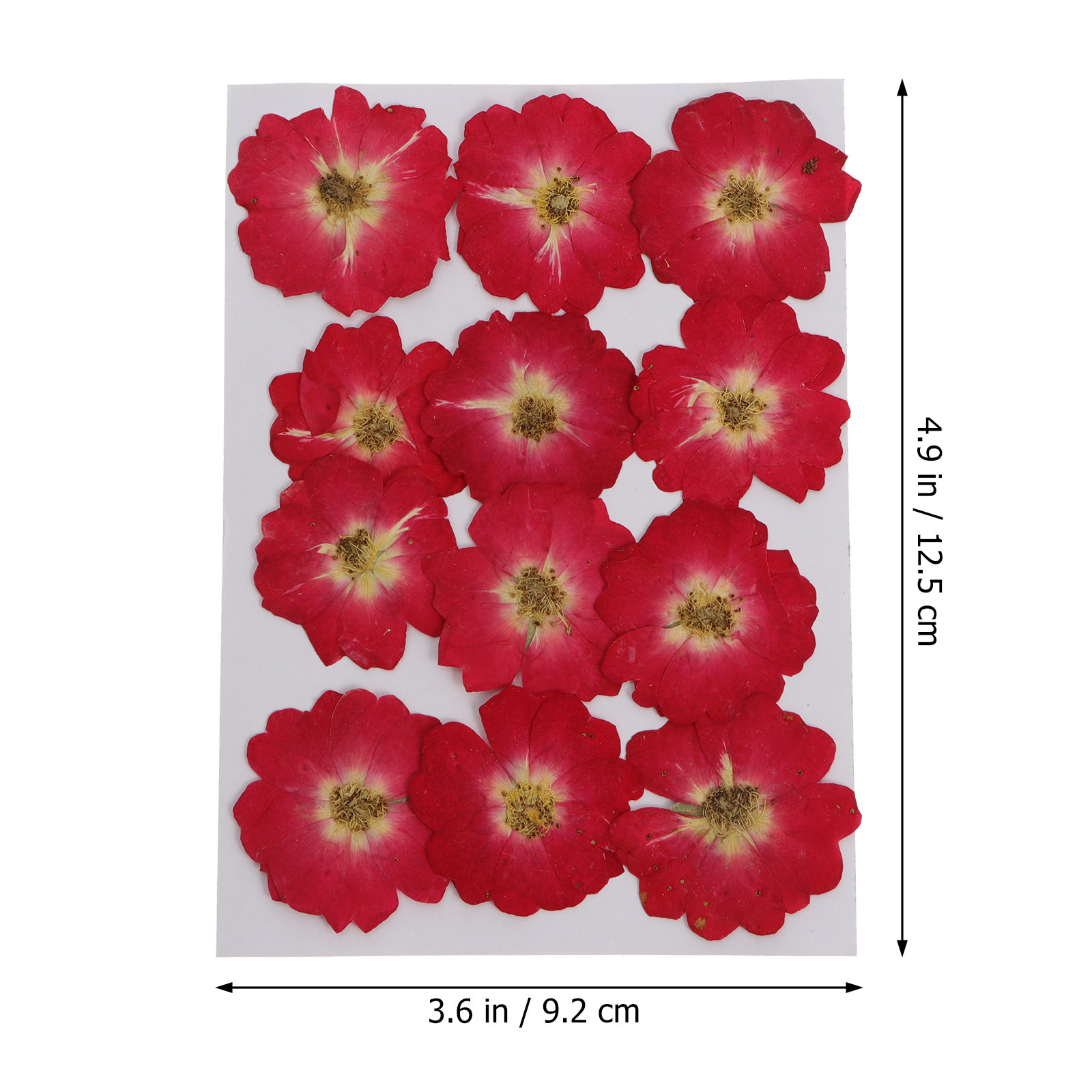 12Pcs Natural Dried Rose Press - Resin Jewelry Kit reseña y precio