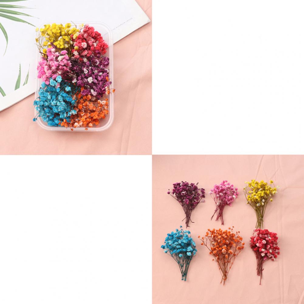 Natural Flowers Diy Dried Flow - Dried Flower Bulk reseña y precio