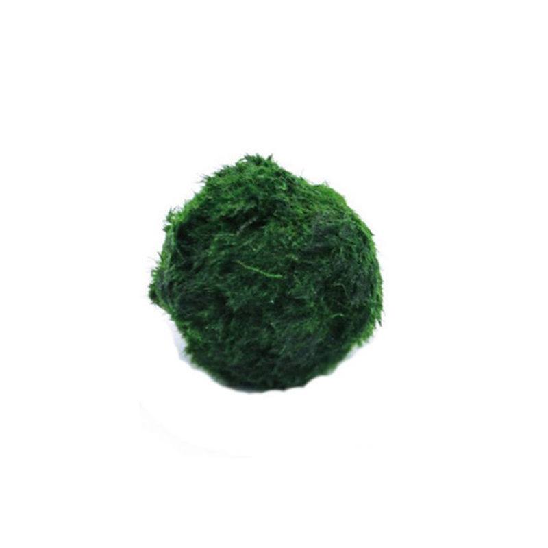 Marimo Moss Balls Live Aquariu - Terrarium Moss Art reseña y precio