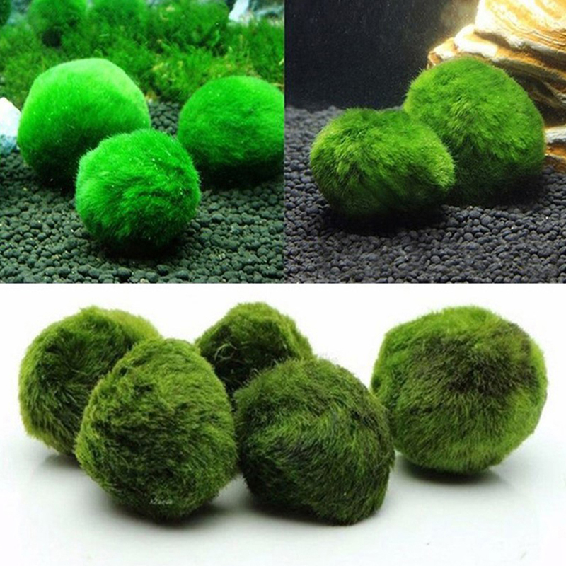 Marimo Moss Balls Live Aquariu - Terrarium Moss Art reseña y precio