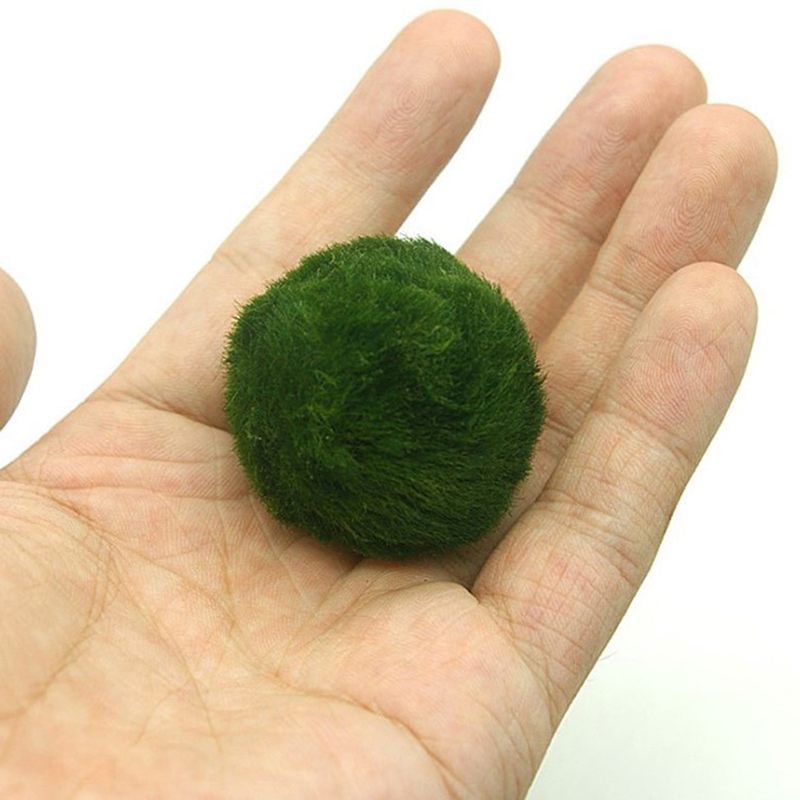 Marimo Moss Balls Live Aquariu - Terrarium Moss Art reseña y precio