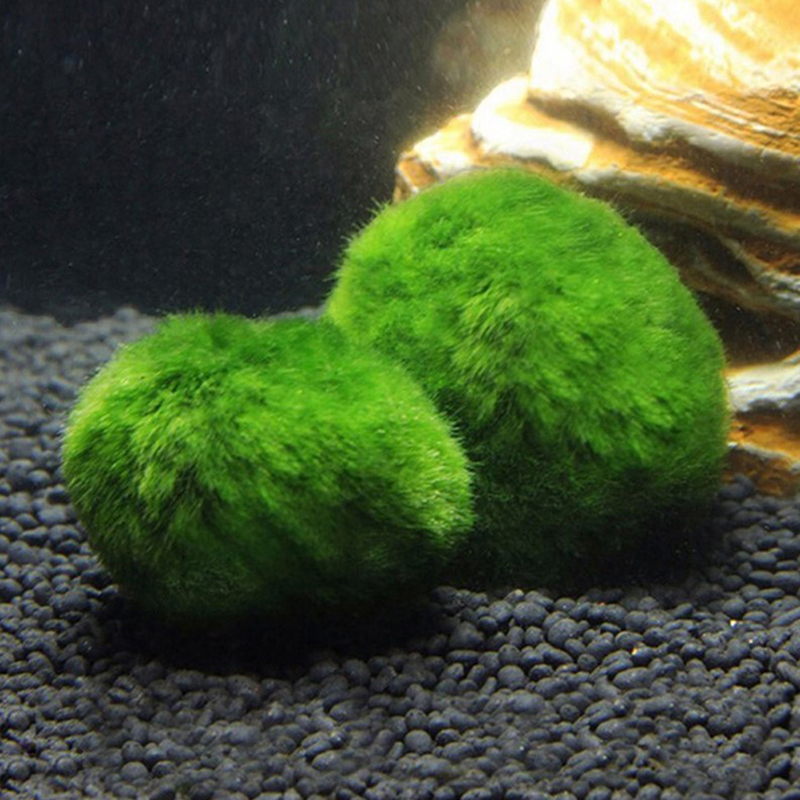 Marimo Moss Balls Live Aquariu - Terrarium Moss Art reseña y precio