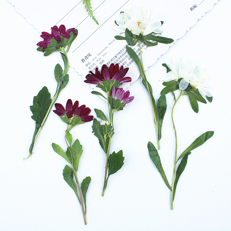 24pcs,Mini Chrysanthemum Press - Resin Craft Ideas reseña y precio