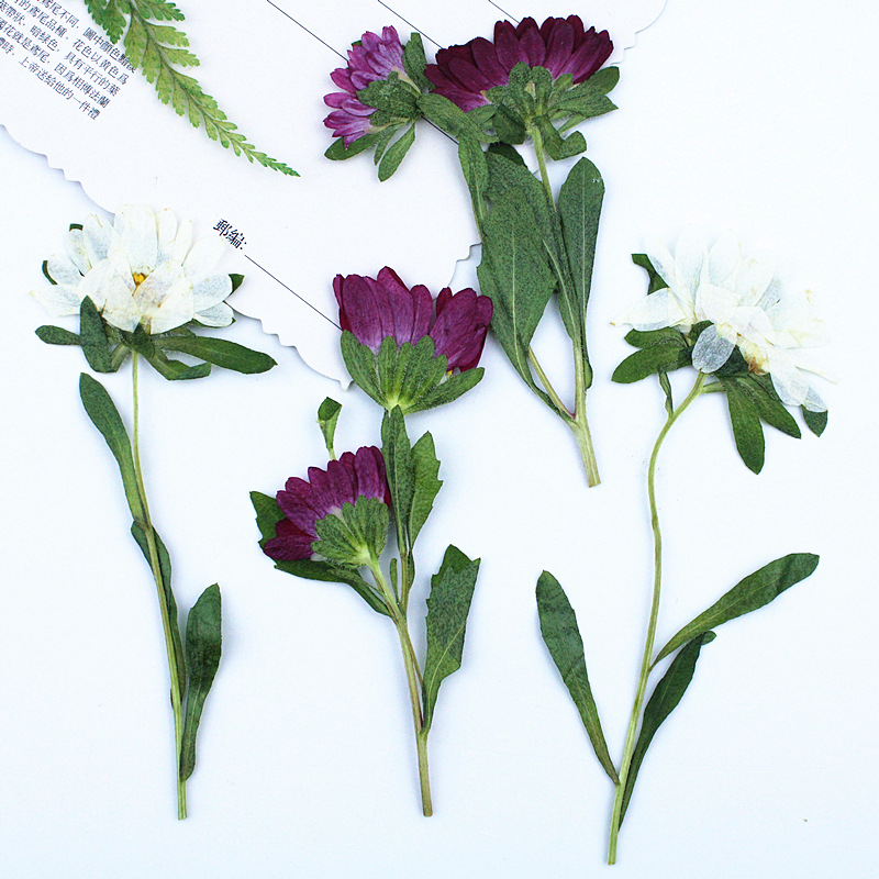 24pcs,Mini Chrysanthemum Press - Resin Craft Ideas reseña y precio