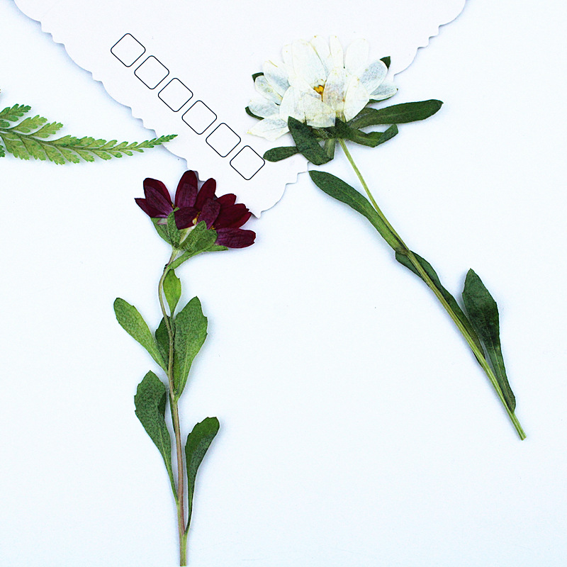 24pcs,Mini Chrysanthemum Press - Resin Craft Ideas reseña y precio